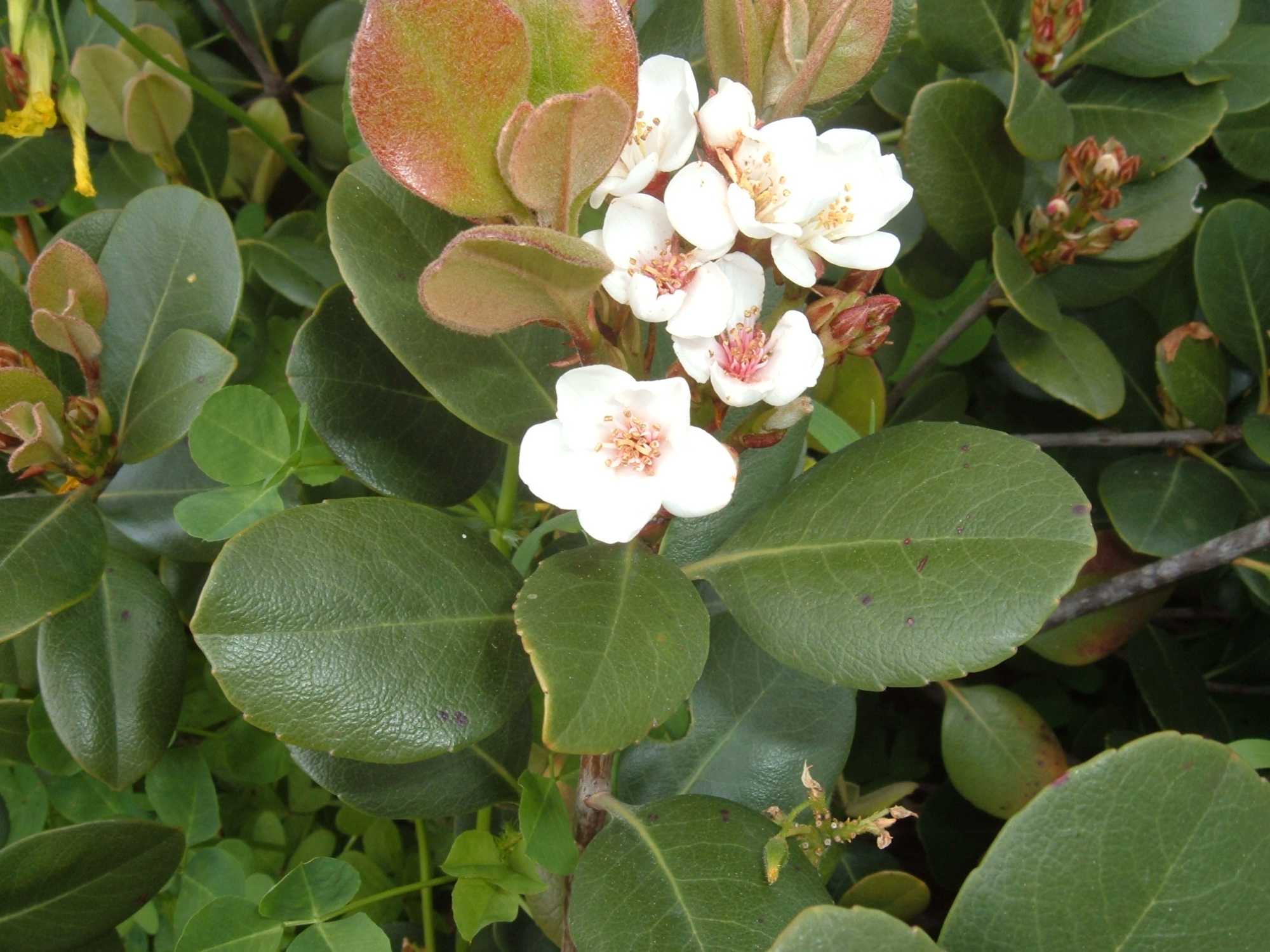 Raphiolepis umbellata